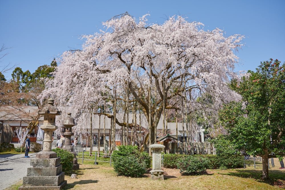 ⛩️ 스와 신사(오가와 스와 진자) 이미지 12